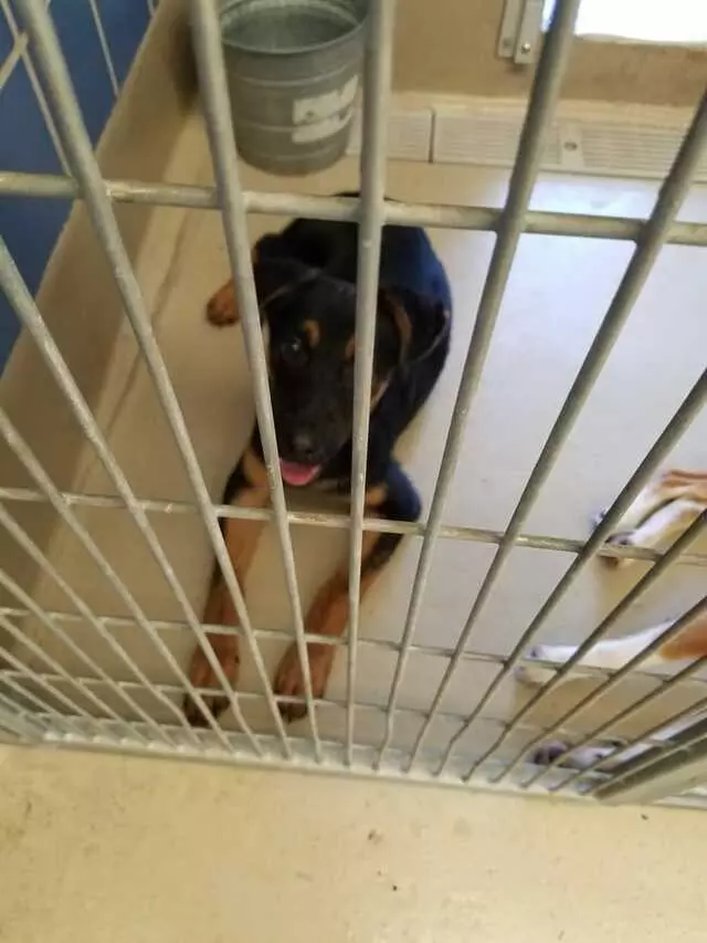 Austin Animal Center