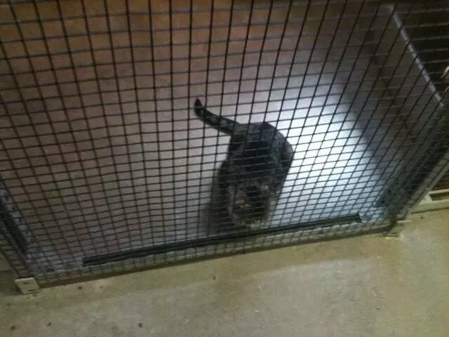 Austin Animal Center