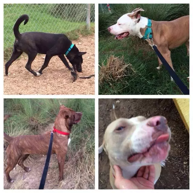 Austin Animal Center