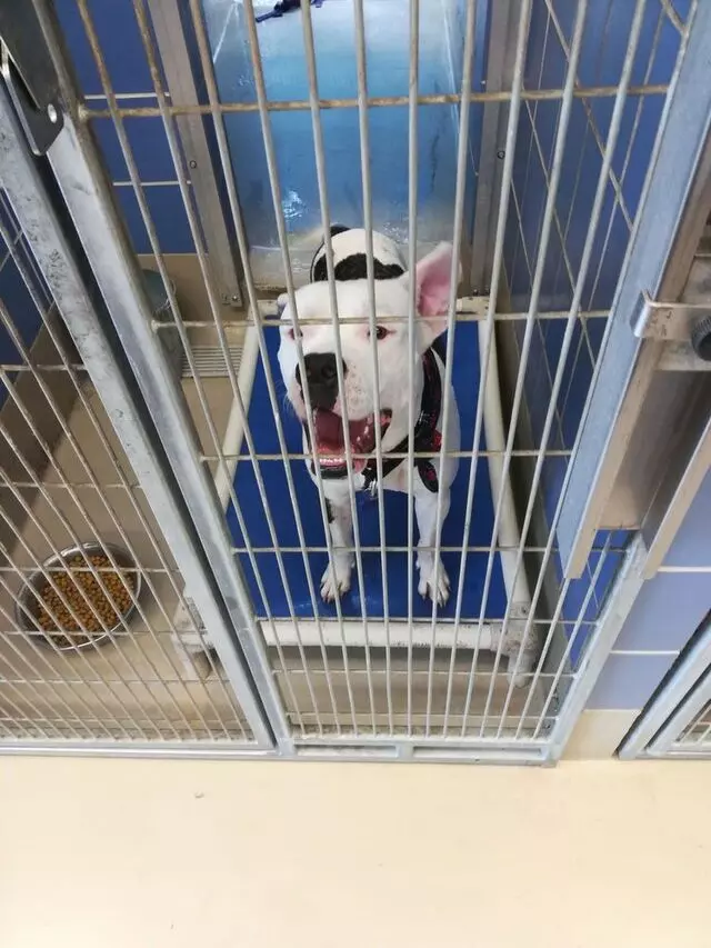 Austin Animal Center