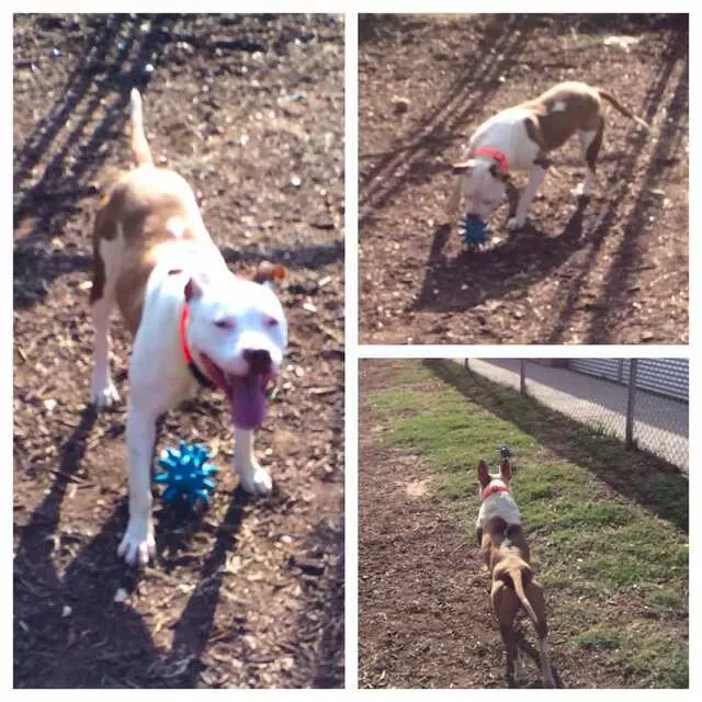 Austin Animal Center