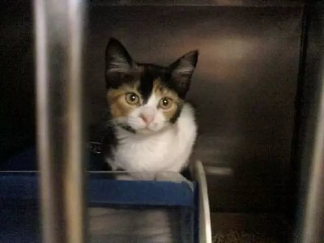 Austin Animal Center