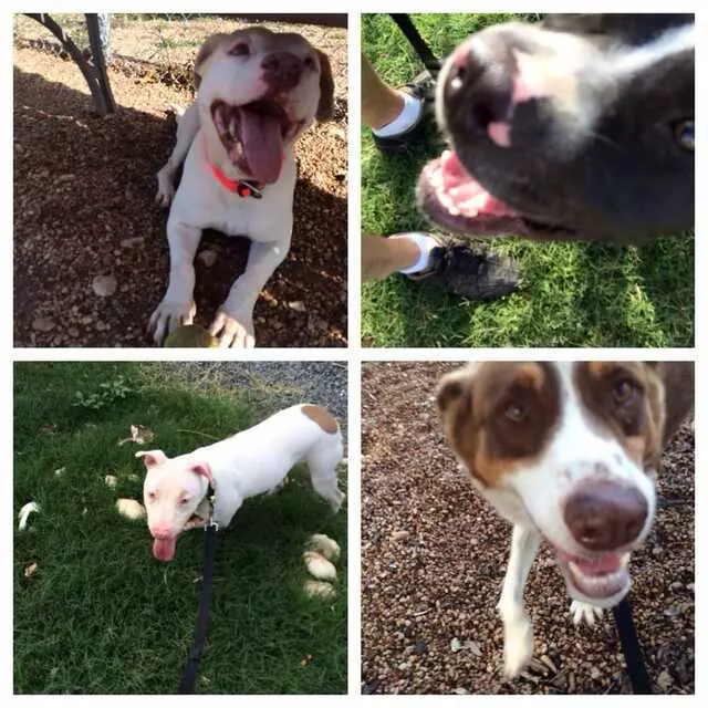 Austin Animal Center