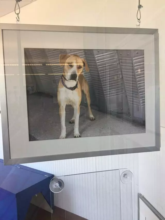 Austin Animal Center