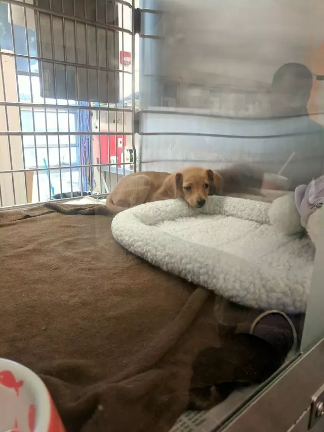 Austin Animal Center