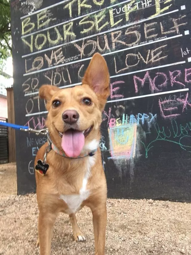 Austin Animal Center