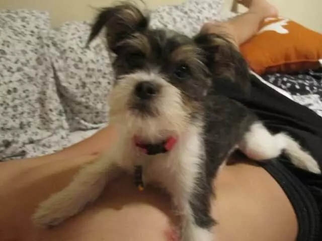 Austin Animal Center