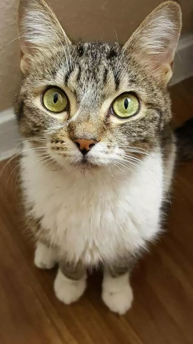 Austin Animal Center