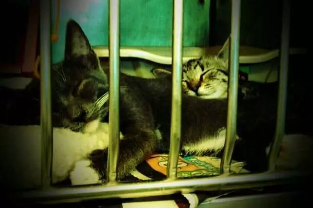 Austin Animal Center