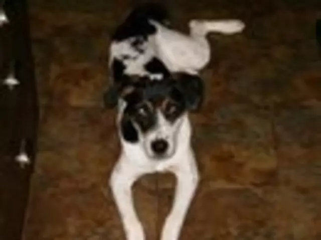 Austin Animal Center