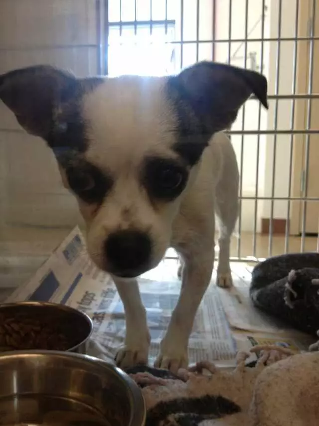Austin Animal Center