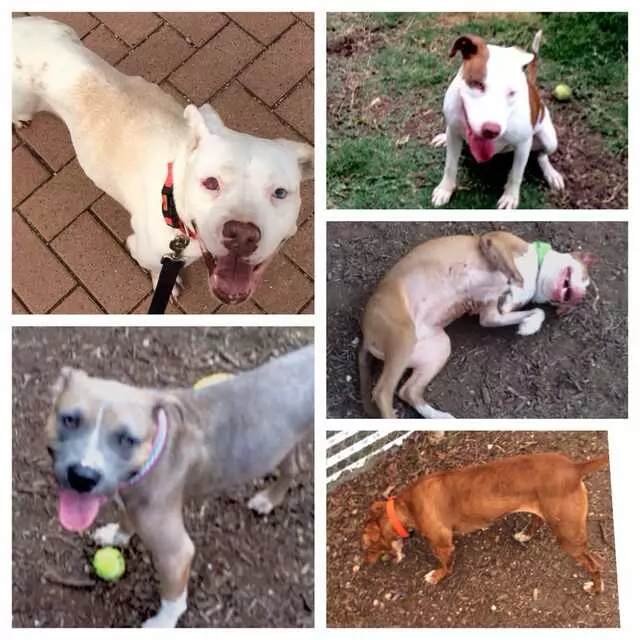 Austin Animal Center