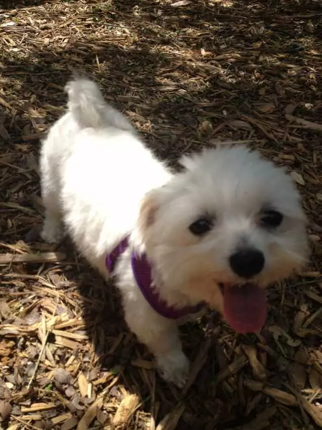 Austin Animal Center
