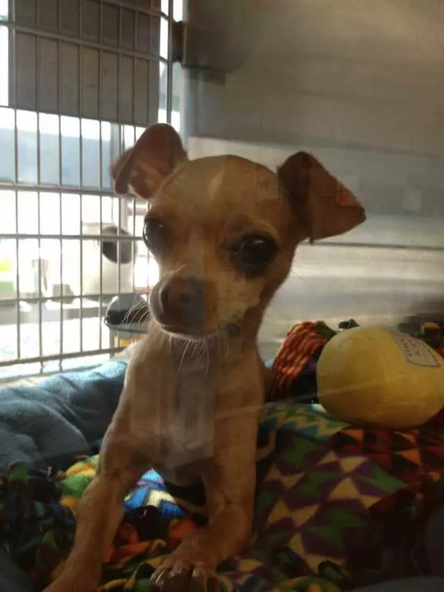 Austin Animal Center