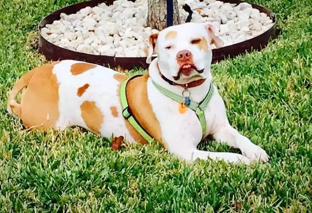Austin Animal Center