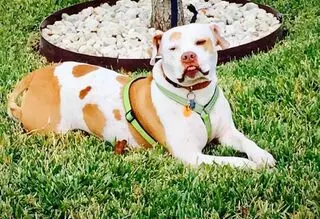 Austin Animal Center