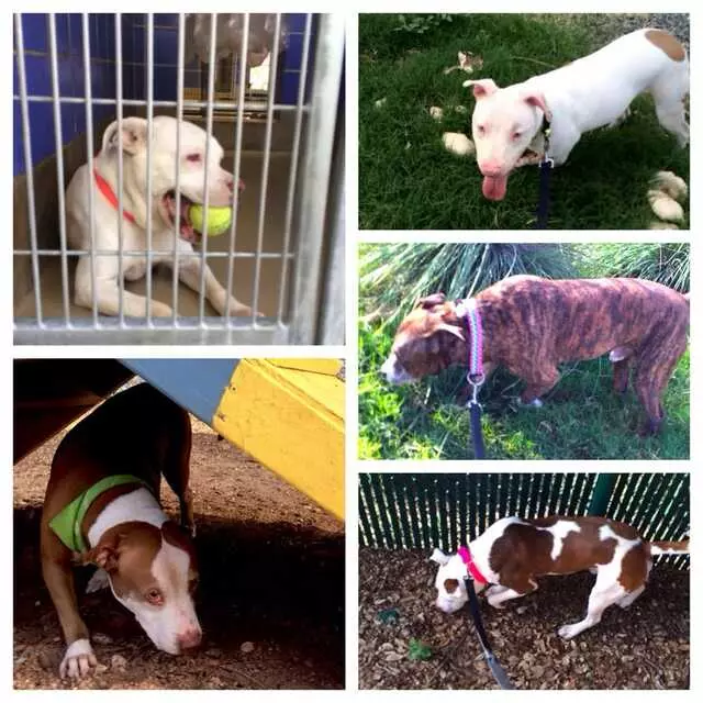 Austin Animal Center