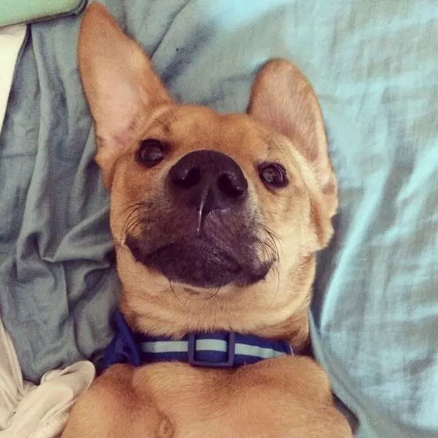 Austin Animal Center