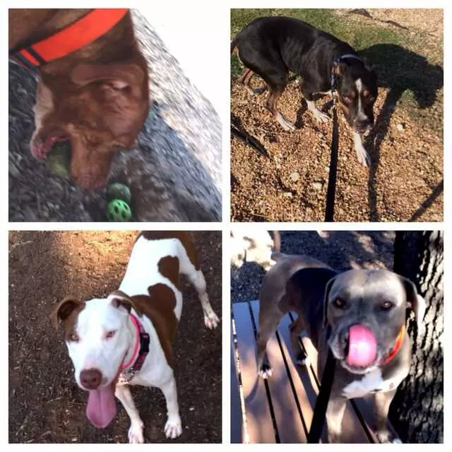Austin Animal Center