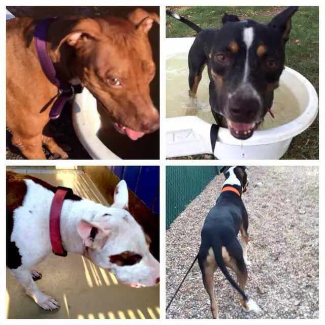 Austin Animal Center