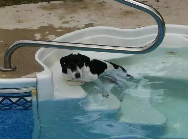 Austin Animal Center