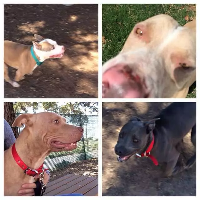Austin Animal Center