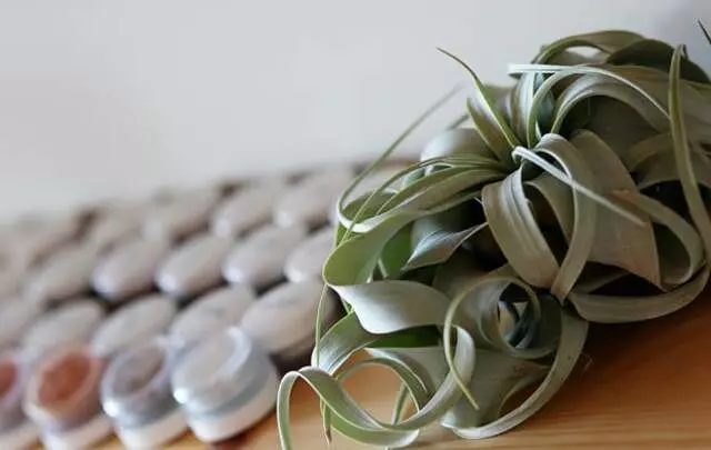 aloe skin + body