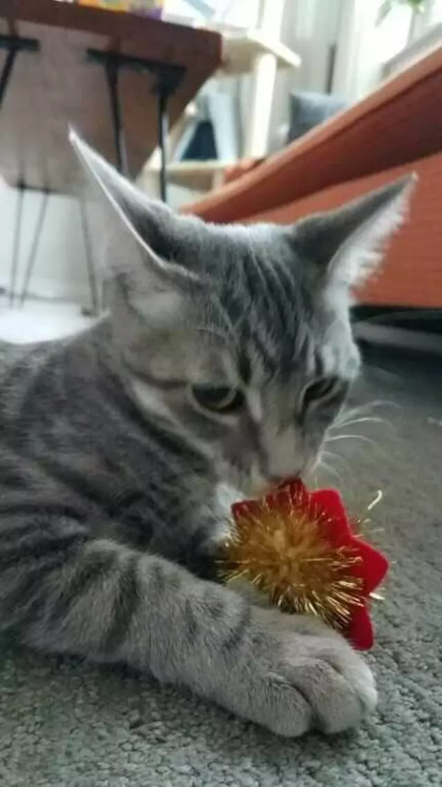 Austin Cat Sitters