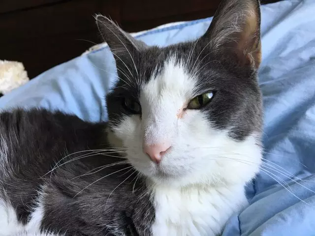 Austin Cat Sitters