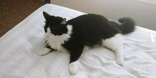 Austin Cat Sitters