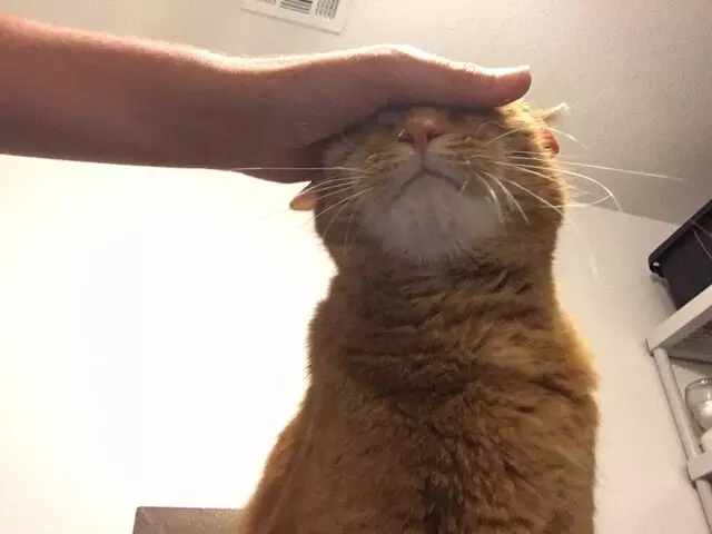 Austin Cat Sitters