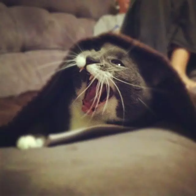 Austin Cat Sitters