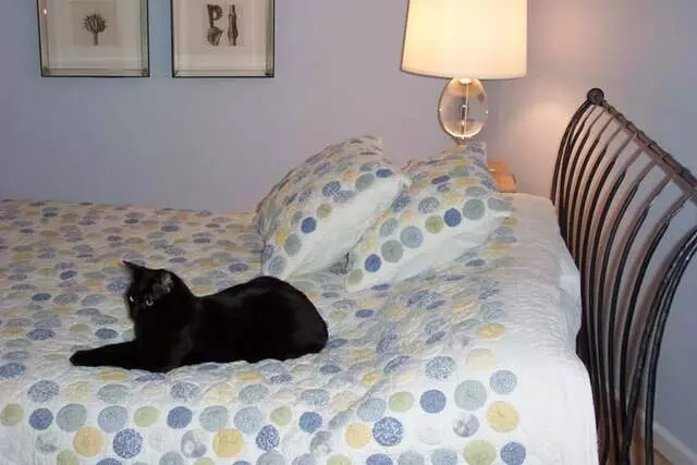 Austin Cat Sitters