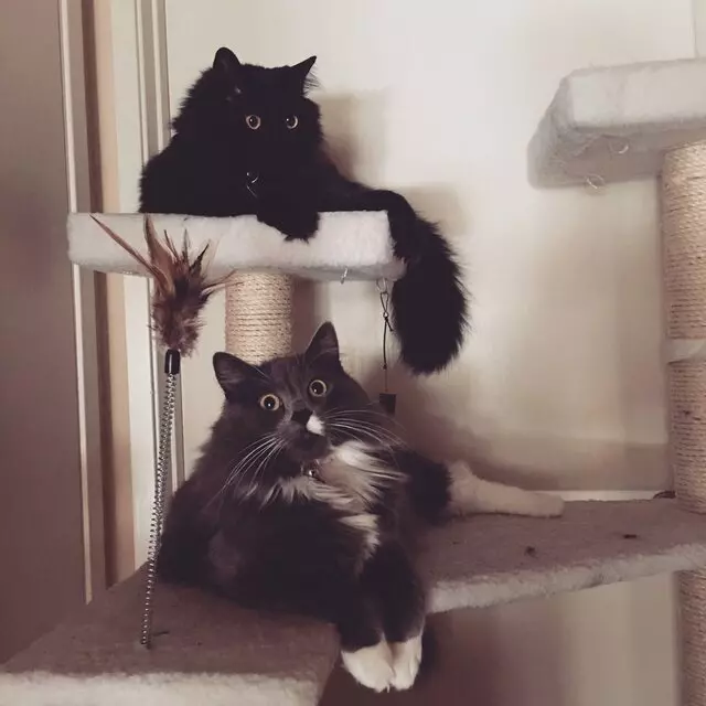 Austin Cat Sitters