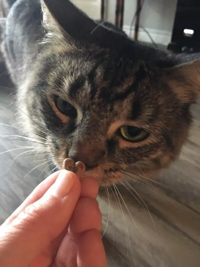 Austin Cat Sitters