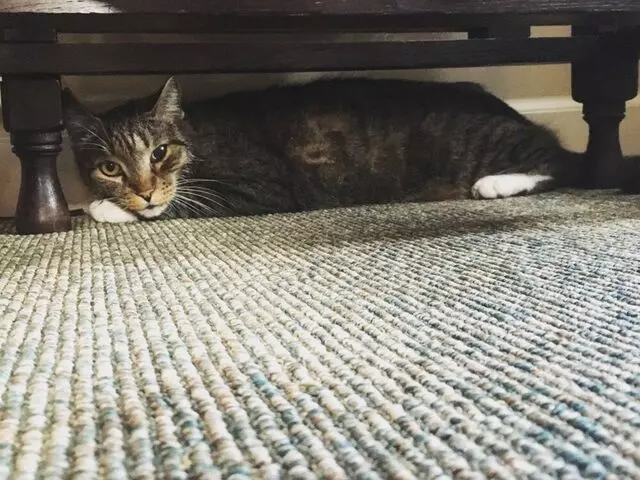 Austin Cat Sitters