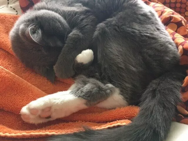 Austin Cat Sitters