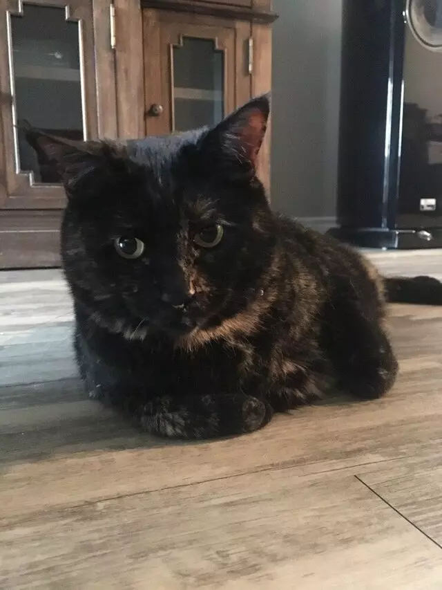 Austin Cat Sitters