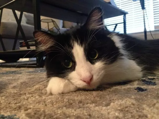 Austin Cat Sitters