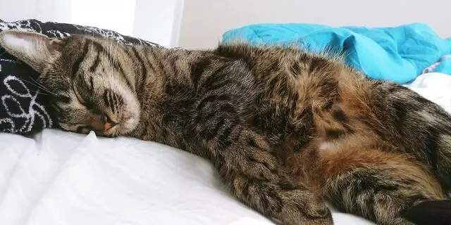 Austin Cat Sitters