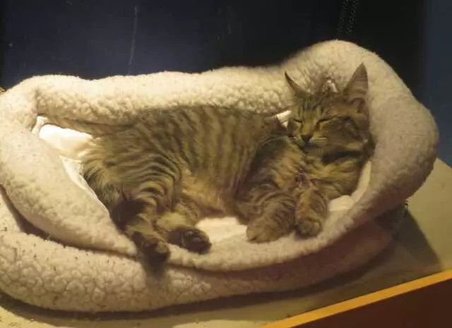 Austin Cat Sitters