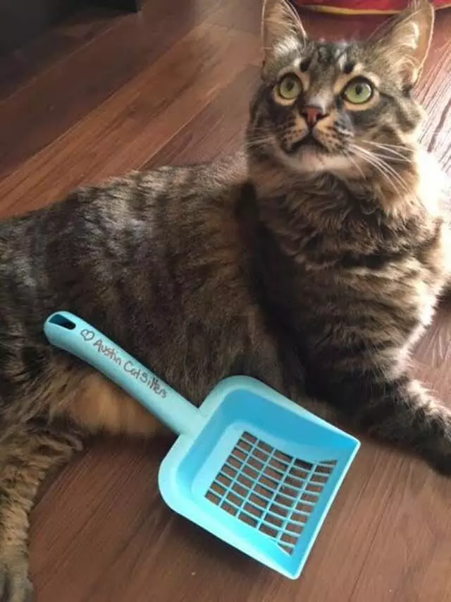 Austin Cat Sitters