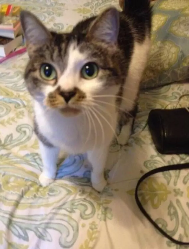 Austin Cat Sitters