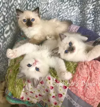 Gianna’s Dolls