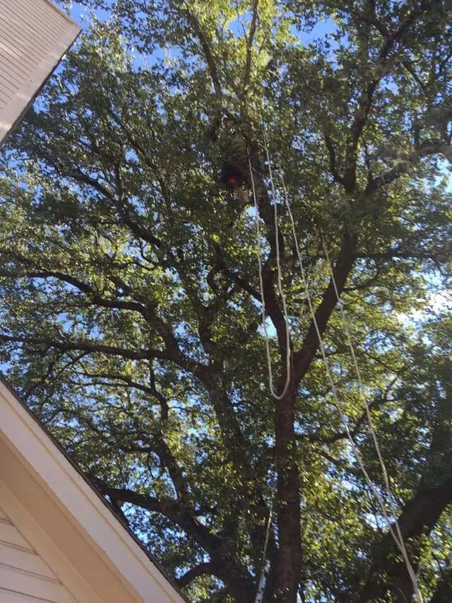 512 Lawn & Tree
