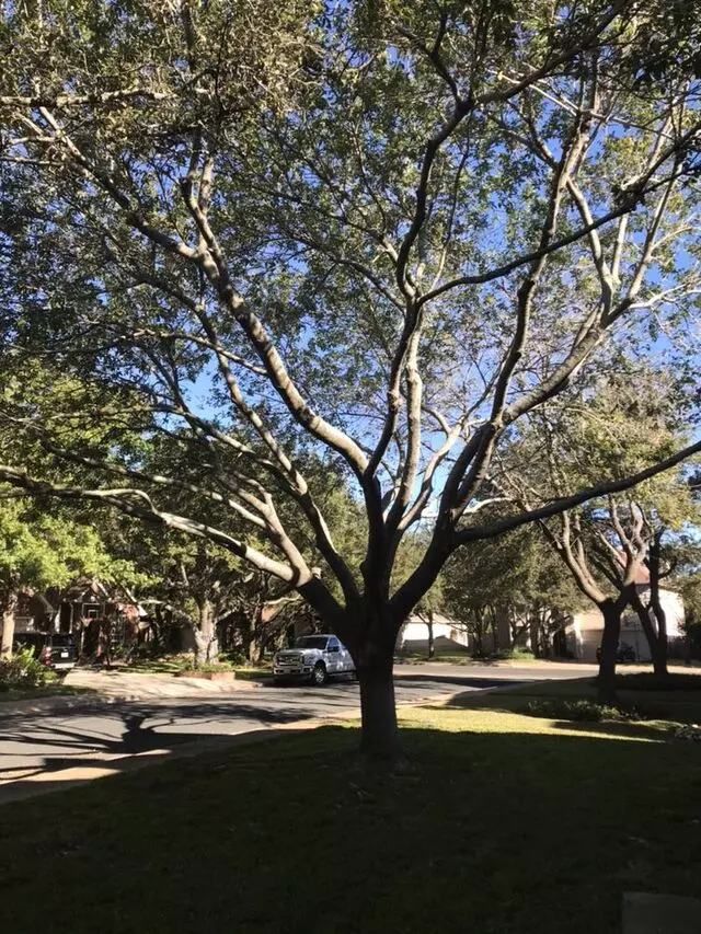 512 Lawn & Tree