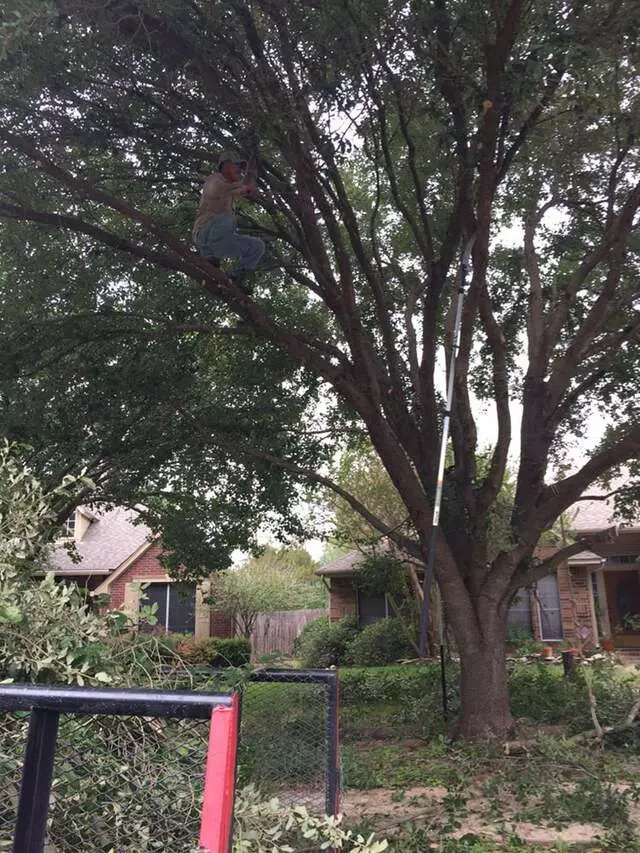512 Lawn & Tree