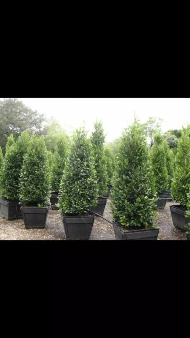 512 Lawn & Tree