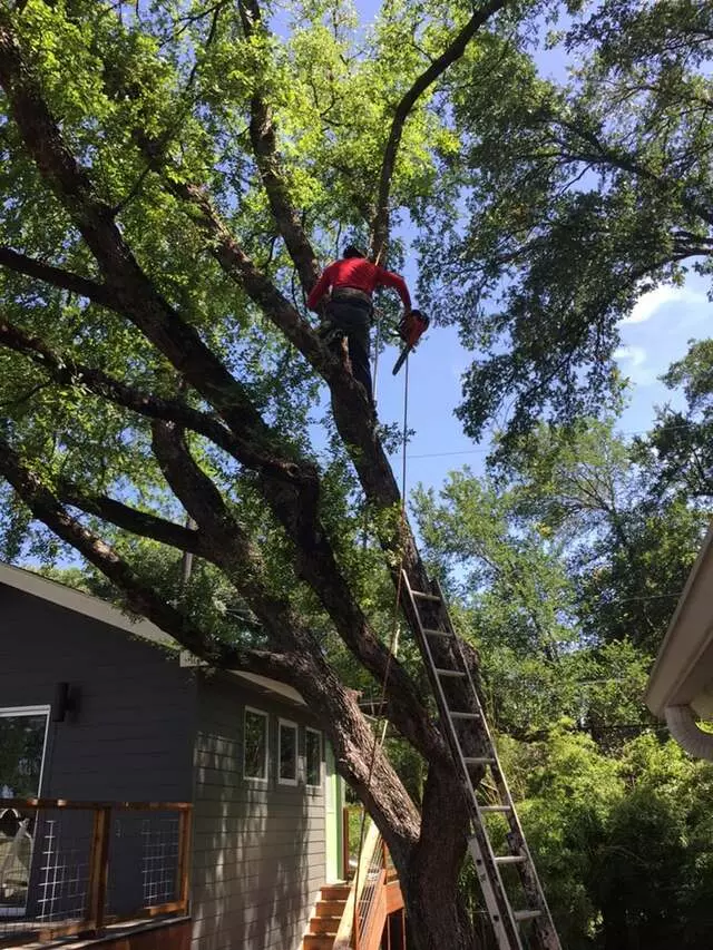 512 Lawn & Tree