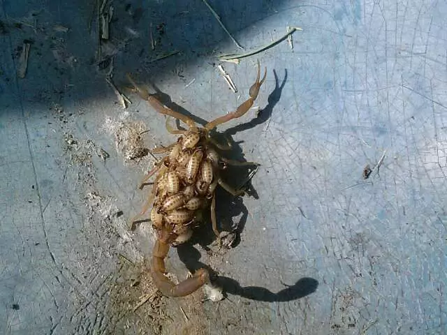A Done Right Pest Control